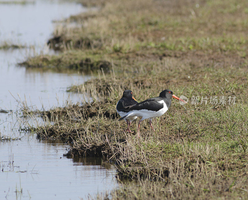 捕牡蛎者(oematopus ostralegus)